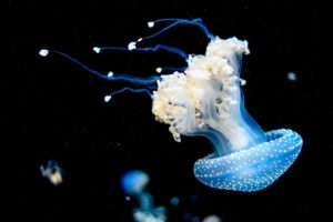 bioluminescent jellyfish in black water