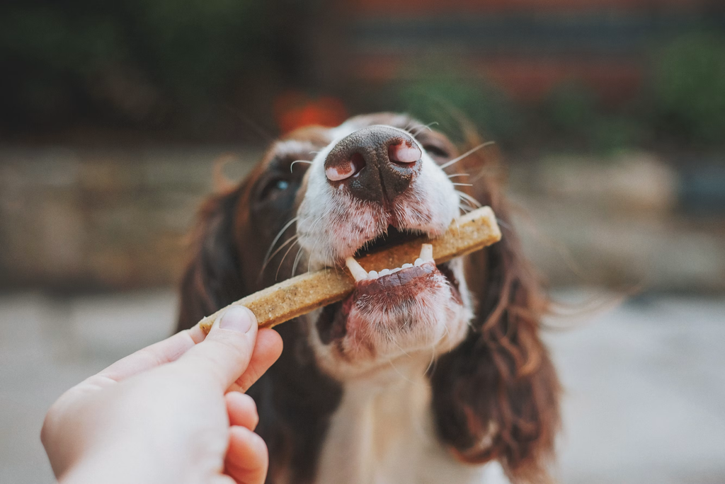 Buddy Bites raises $4.2M Series A, adds cat food
